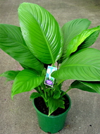 اسپاتی فیلوم مونا لوا